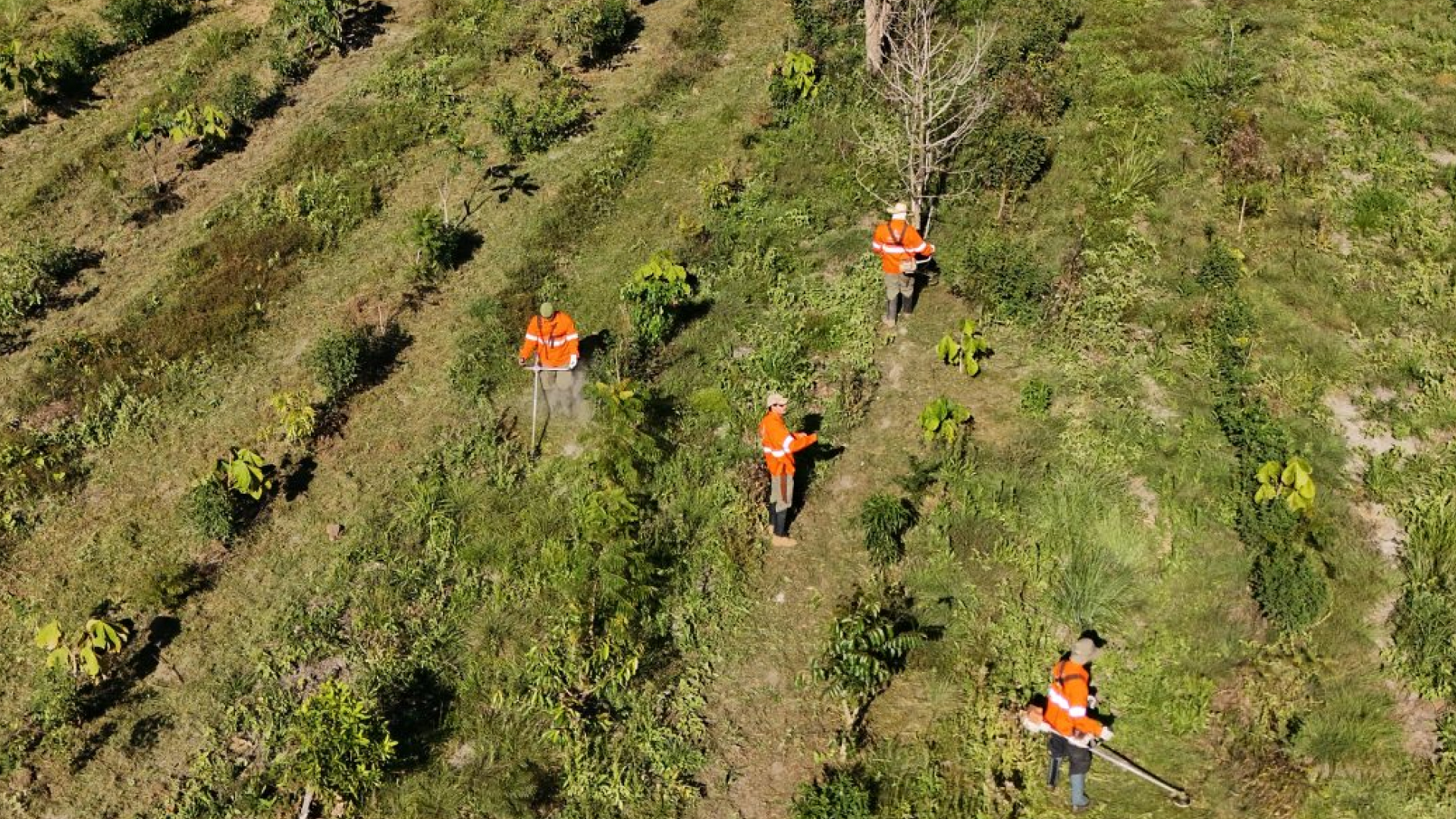 Governo de MS destina R$ 6,1 milhões para projetos de preservação no Pantanal através do PSA Brigadas