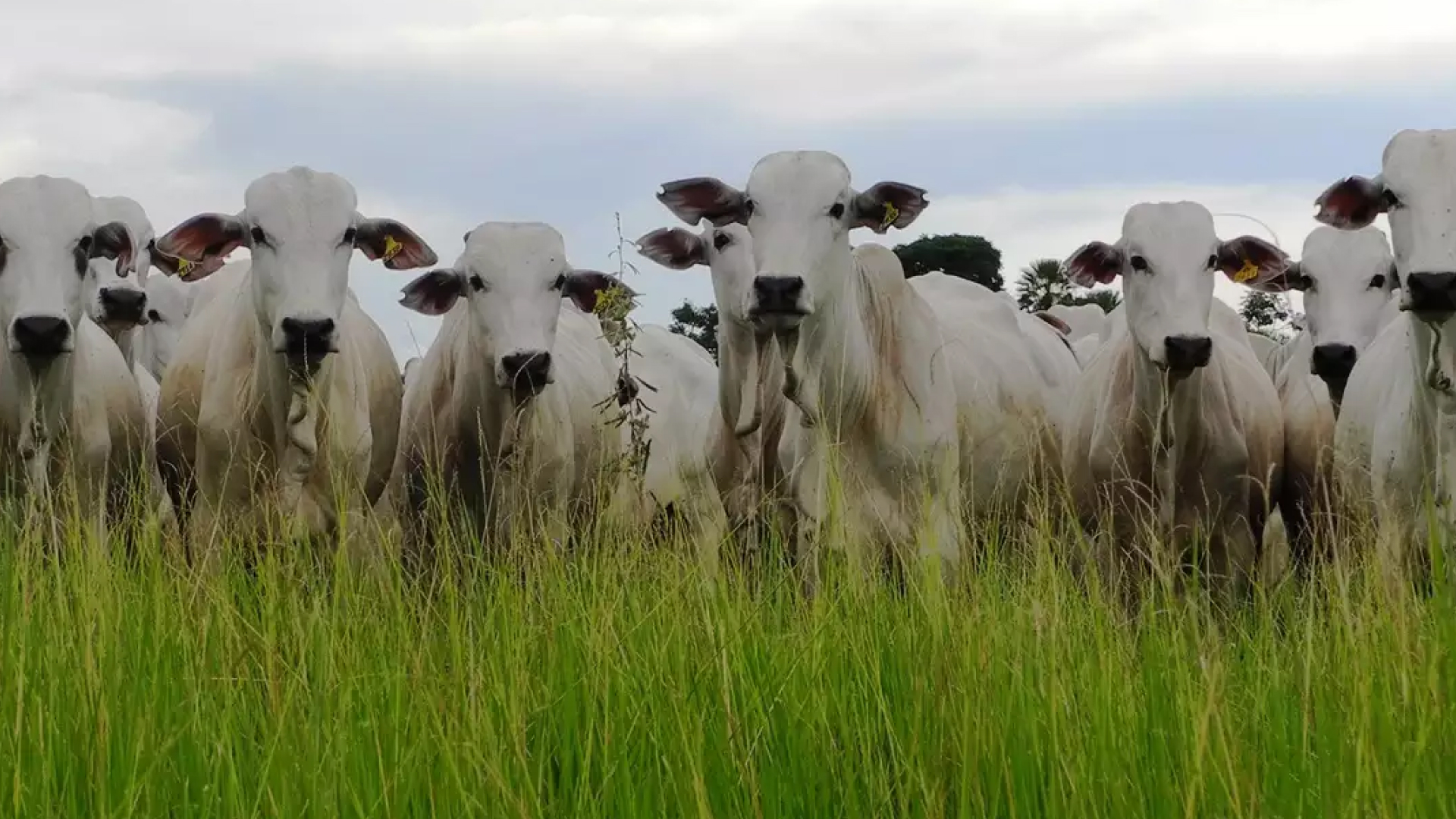 Pecuária de Mato Grosso do Sul mantém fôlego e se aproxima de recorde