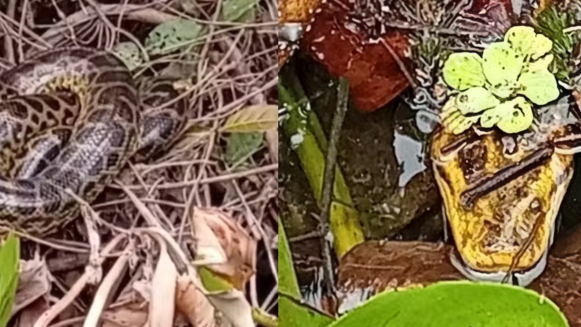 Turistas norte-americanos encontram sucuris gigantes durante passeio no Pantanal de Mato Grosso do Sul