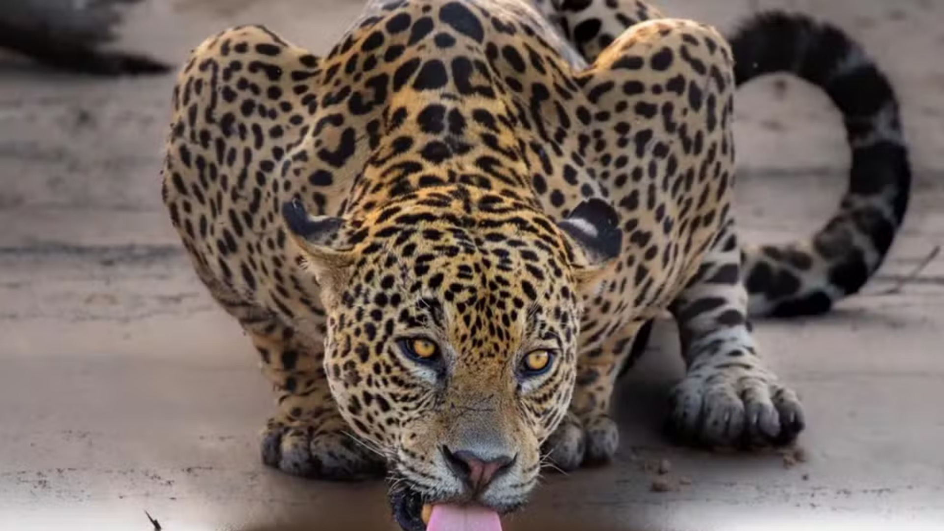 DiCaprio resgata foto de onça-pintada do Pantanal e alerta sobre extinção